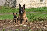 MALINOIS 1081